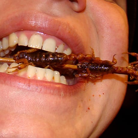 Manger un scorpion