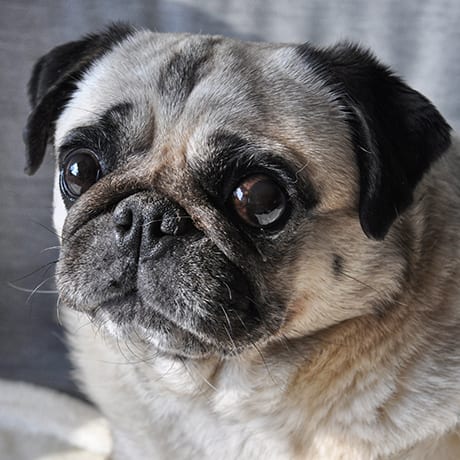 Un chien au regard implorant