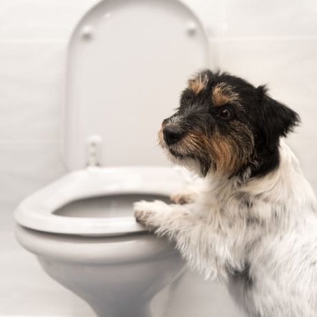 chien sur des toilettes
