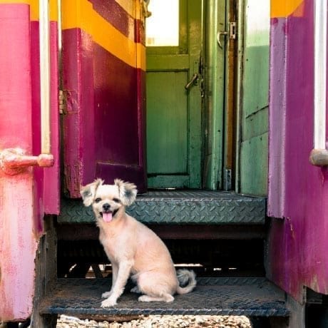 Petit chien sur la marche d'un train en Inde