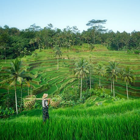 Des rizières en terrasse à Bali