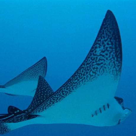 Eagle rays in the Galapagos Islands