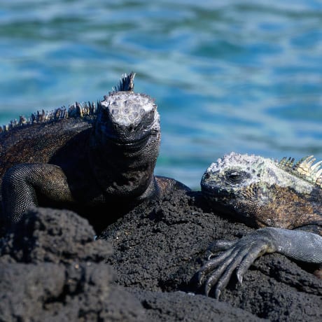 Marine iguanas from the Galapagos Islands