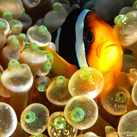 Maldives, au plus près d'un poisson clown dans son anémone