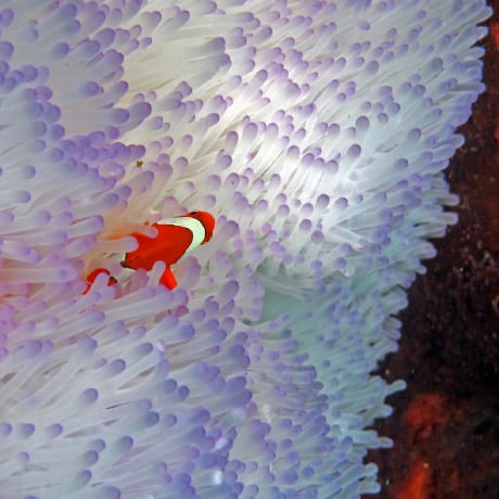 A clownfish in its anemone