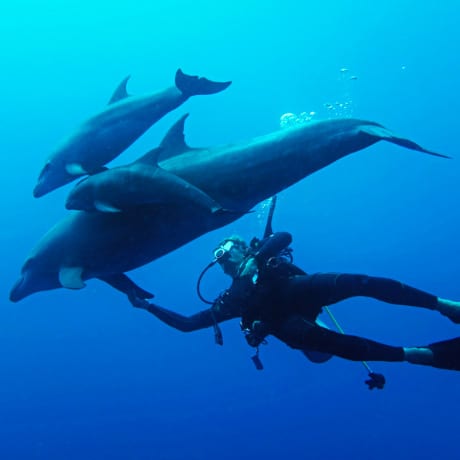 Diving with dolphins in Rangiroa