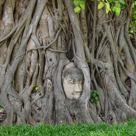 Ayutthaya tête de Bouddha