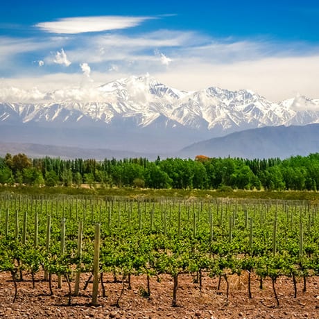 Vignes et Montagnes à Mendoza