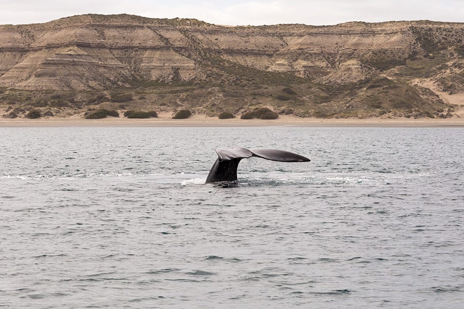 Queue de baleine dans la Péninsule De Valdes