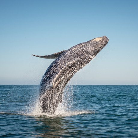 Une majestueuse baleine à bosse qui sort de l'eau
