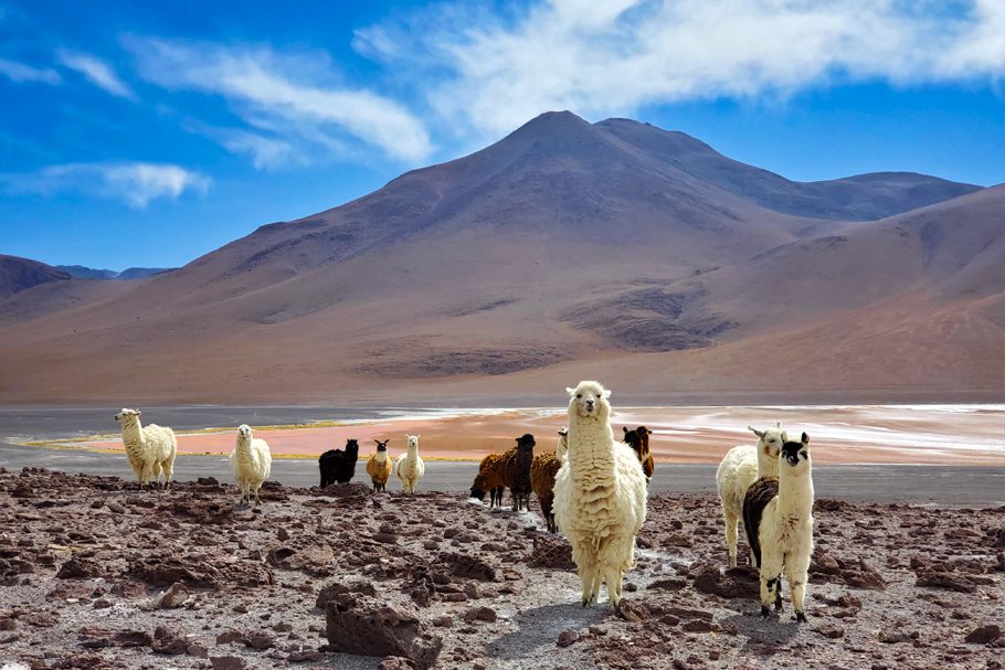 Lamas dans la région Sud Lipez