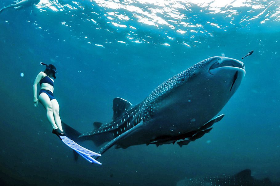 Donsol Requin Baleine Snorkeling