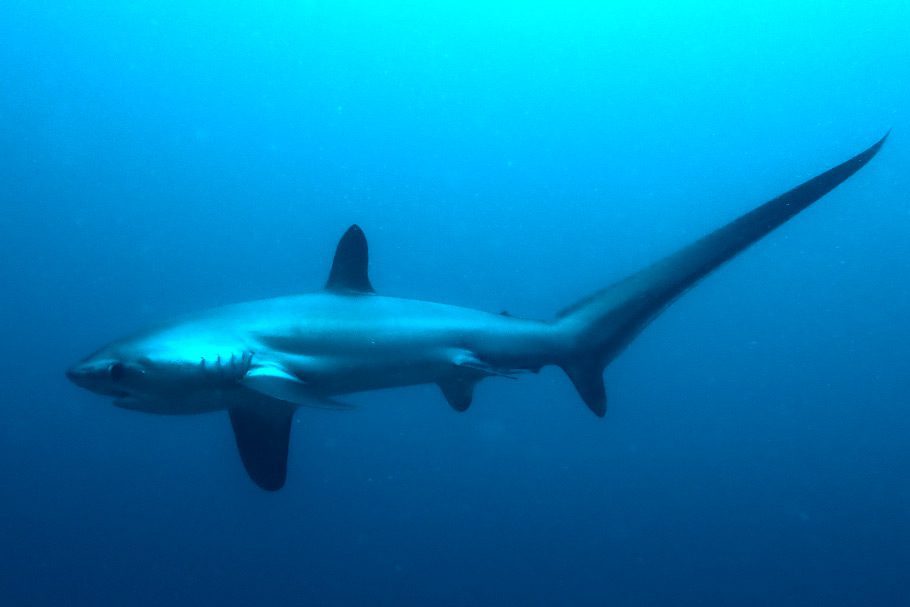 Requin Renard Malapascua