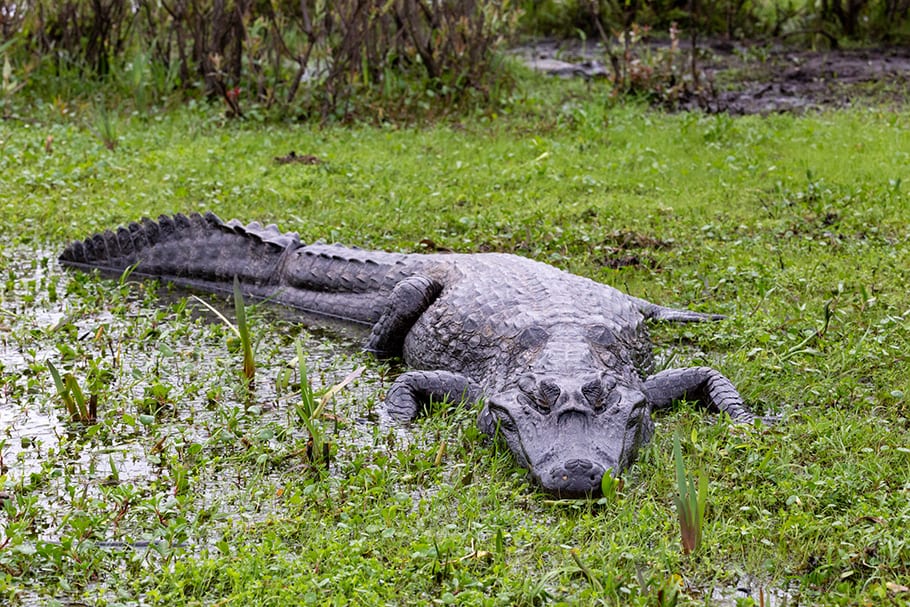 Alligator dans le Parque De Los Esteros Del Ibera