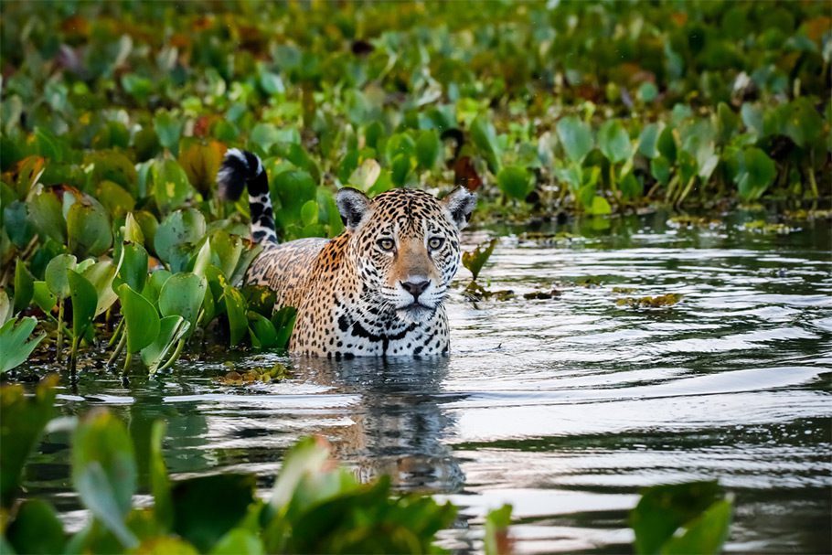 Jaguar dans le Pantanal au Brésil