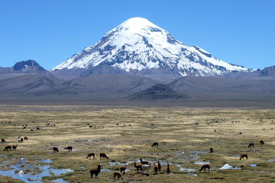 Volcan Sajama enneigé et lamas dans le parc National du même nom
