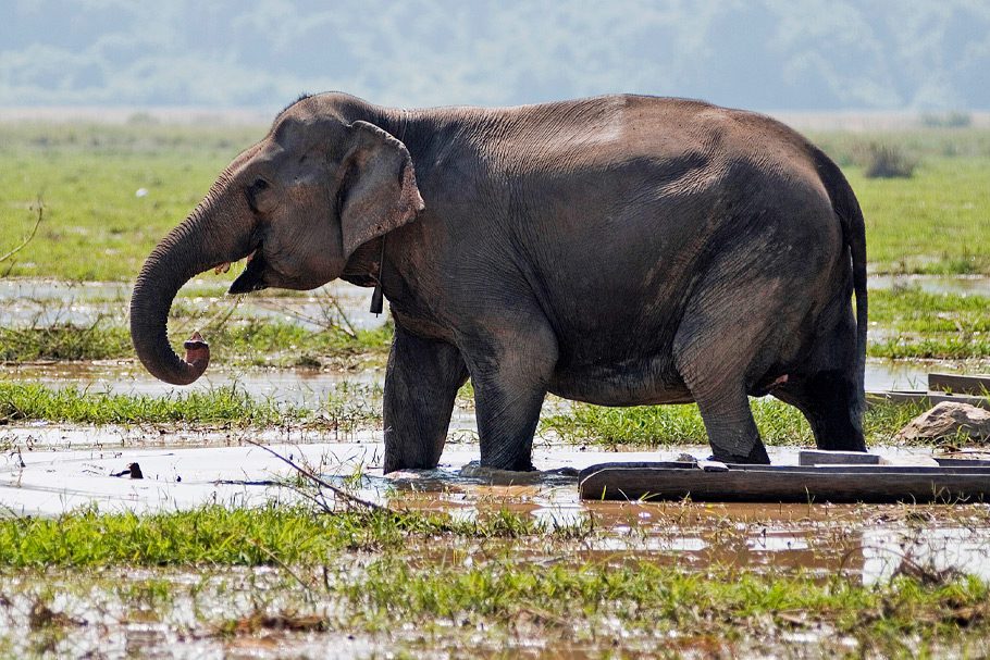 Ban Khiet Ngong - Elephant dans les marais - Laos