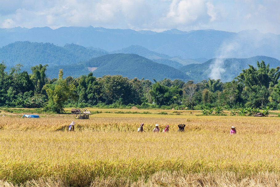 Campagne De Luang Namtha - Laotiens dans les rizières - Laos