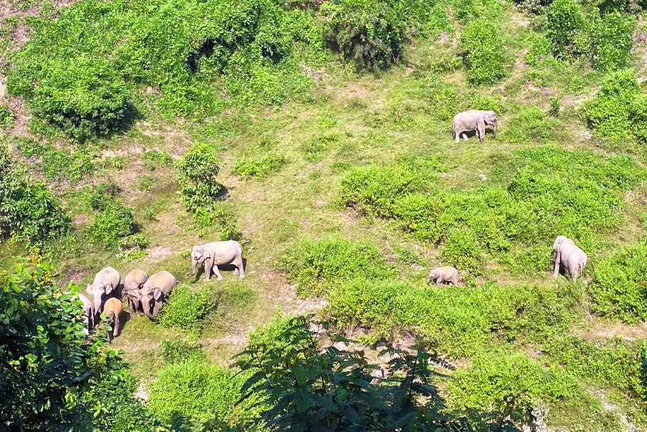 Sayaboury - Élephant D'Asie dans la nature - Laos